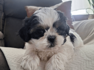 Shih Tzu puppy for sale in the USA