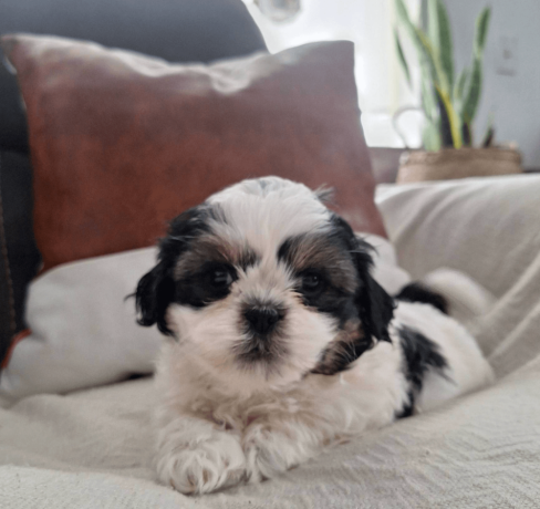 shih-tzu-puppy-for-sale-in-the-usa-big-1