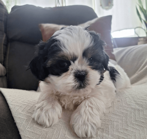 shih-tzu-puppy-for-sale-in-the-usa-big-0