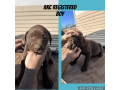 labrador-retriever-puppies-available-small-1