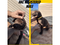 labrador-retriever-puppies-available-small-3