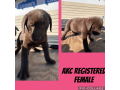 labrador-retriever-puppies-available-small-2