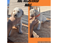 labrador-retriever-puppies-available-small-4