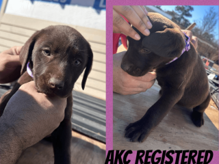 Labrador Retriever Puppies Available!