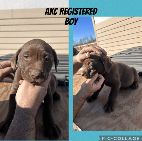 labrador-retriever-puppies-available-big-1