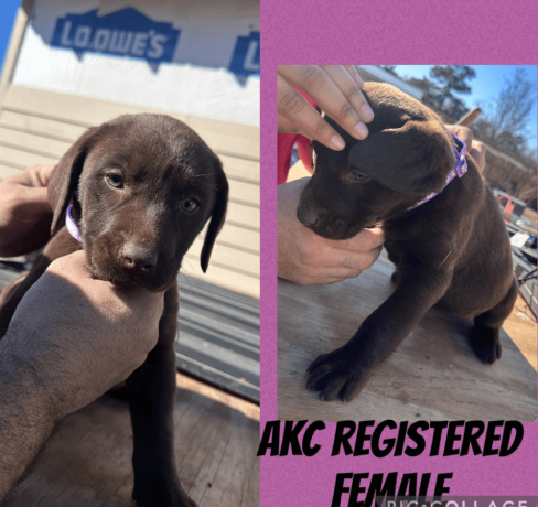 labrador-retriever-puppies-available-big-0