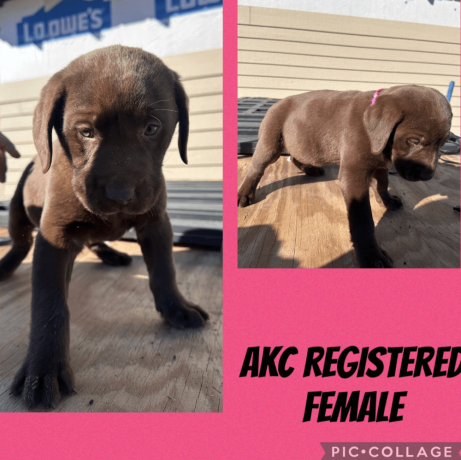 labrador-retriever-puppies-available-big-2