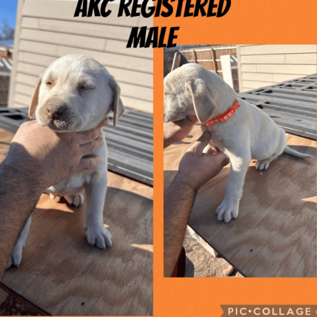 labrador-retriever-puppies-available-big-4