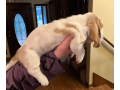 akc-registered-basset-hound-puppy-female-small-1