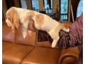 akc-registered-basset-hound-puppy-female-small-2