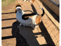 akc-registered-basset-hound-puppy-female-small-3