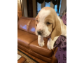 akc-registered-basset-hound-puppy-female-small-0