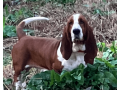 akc-registered-basset-hound-puppy-female-small-4