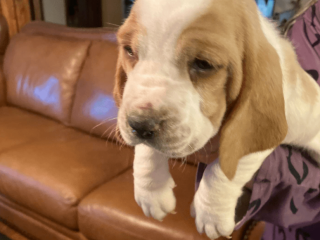 AKC Registered Basset Hound Puppy Female