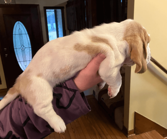 akc-registered-basset-hound-puppy-female-big-1