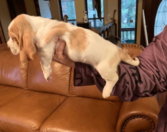 akc-registered-basset-hound-puppy-female-big-2