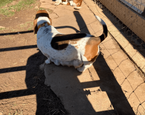 akc-registered-basset-hound-puppy-female-big-3