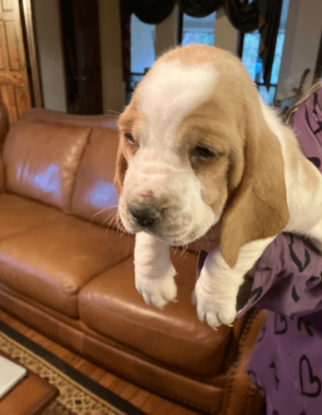 akc-registered-basset-hound-puppy-female-big-0