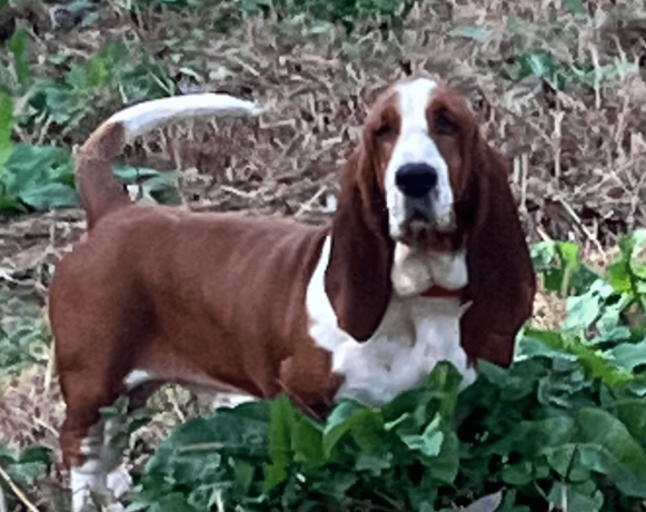 akc-registered-basset-hound-puppy-female-big-4