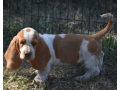 handsome-lemon-white-basset-hound-puppy-small-1