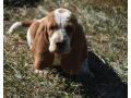 handsome-lemon-white-basset-hound-puppy-small-3