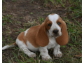 handsome-lemon-white-basset-hound-puppy-small-4