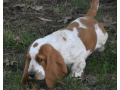 handsome-lemon-white-basset-hound-puppy-small-0