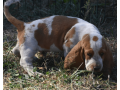 handsome-lemon-white-basset-hound-puppy-small-2