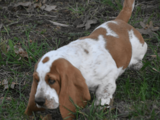 Handsome Lemon & White Basset Hound Puppy