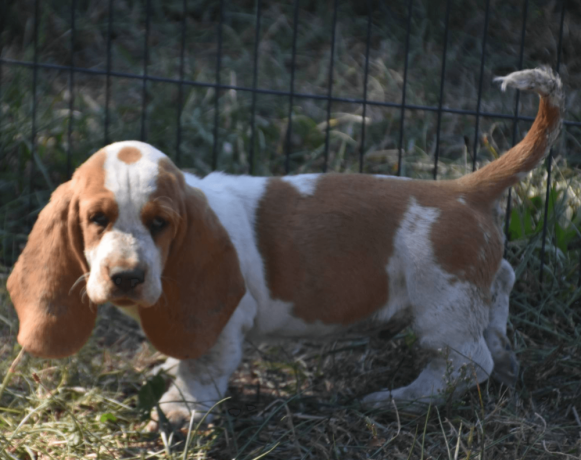 handsome-lemon-white-basset-hound-puppy-big-1