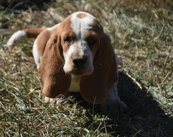 handsome-lemon-white-basset-hound-puppy-big-3