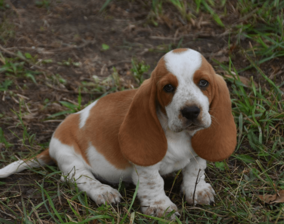 handsome-lemon-white-basset-hound-puppy-big-4