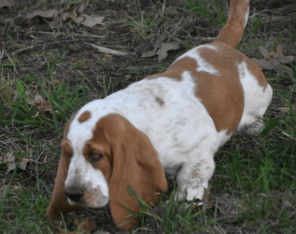 handsome-lemon-white-basset-hound-puppy-big-0