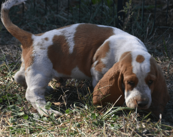 handsome-lemon-white-basset-hound-puppy-big-2