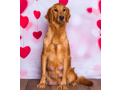 friendly-akc-registered-golden-retriever-puppy-small-3