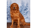 friendly-akc-registered-golden-retriever-puppy-small-4