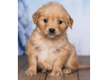 friendly-akc-registered-golden-retriever-puppy-small-2