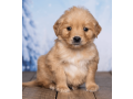 friendly-akc-registered-golden-retriever-puppy-small-1