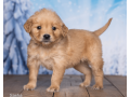 friendly-akc-registered-golden-retriever-puppy-small-0