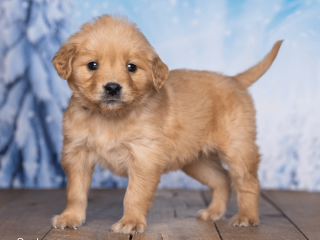 Friendly AKC Registered Golden Retriever Puppy