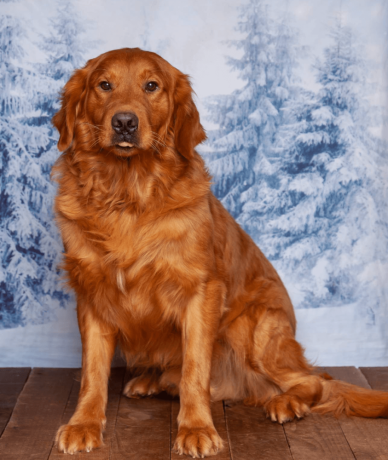 friendly-akc-registered-golden-retriever-puppy-big-4