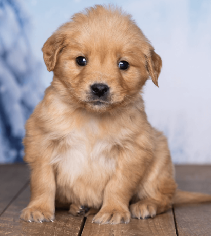 friendly-akc-registered-golden-retriever-puppy-big-2