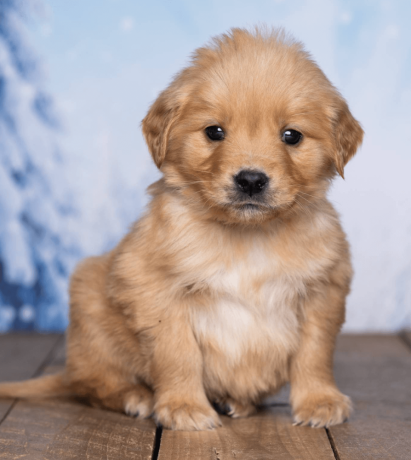 friendly-akc-registered-golden-retriever-puppy-big-1