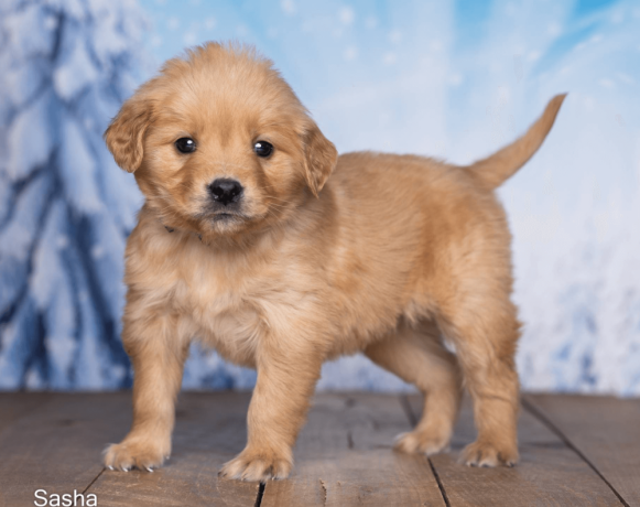 friendly-akc-registered-golden-retriever-puppy-big-0