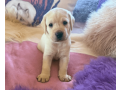 labrador-puppies-for-sale-in-the-usa-small-0