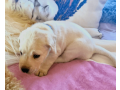 labrador-puppies-for-sale-in-the-usa-small-1