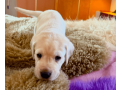 labrador-puppies-for-sale-in-the-usa-small-2