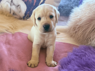 Labrador Puppies for sale in the USA