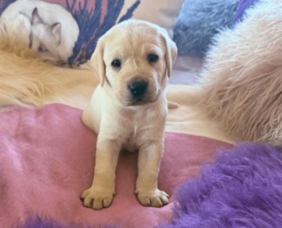 labrador-puppies-for-sale-in-the-usa-big-0