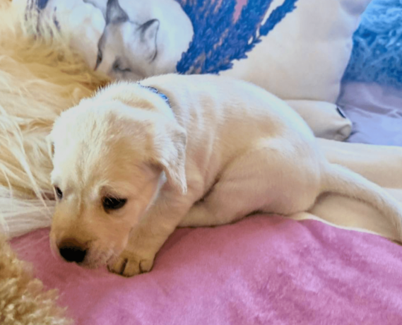 labrador-puppies-for-sale-in-the-usa-big-1